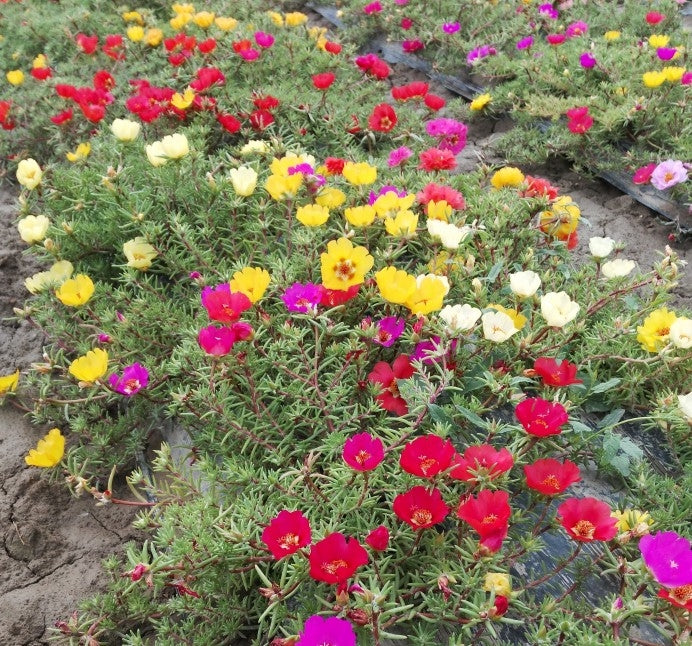 Moss Rose Single Mix NPG09 Flower Seeds