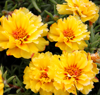 Moss Rose Orange Yellow NPG16 Flower Seeds