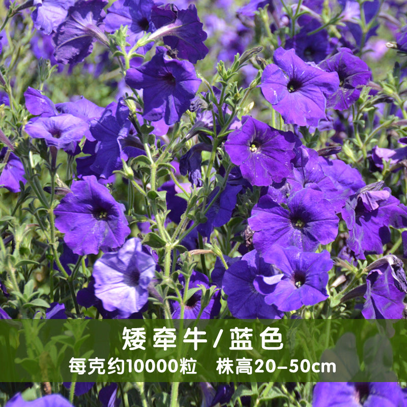 Petunias Blue NPH01 Flower Seeds