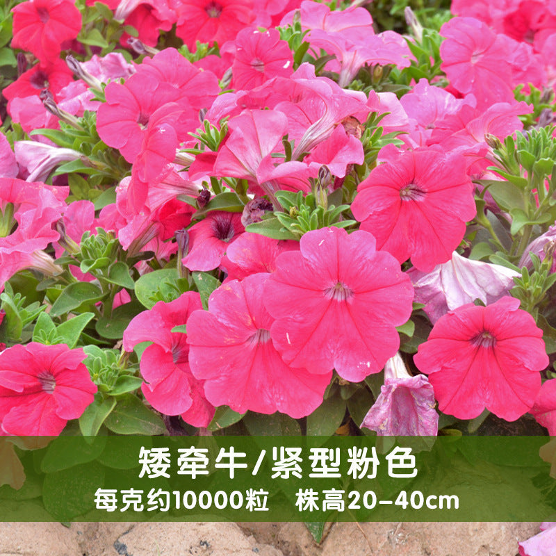 Petunias Compacta Pink NPH03 Flower Seeds