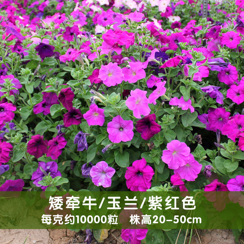 Petunias Grandiflora Purple NPH04 Flower Seeds