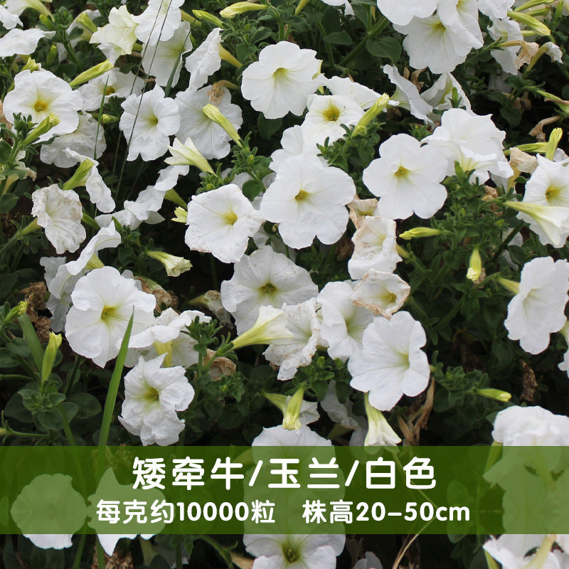 Petunias Grandiflora White NPH05 Flower Seeds