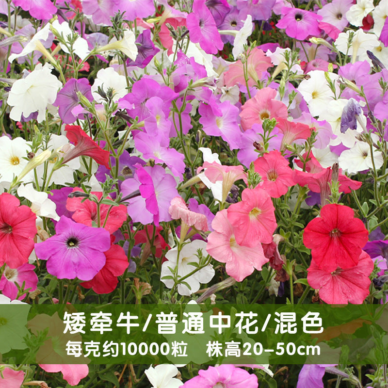 Petunias Mix NPH08 Flower Seeds