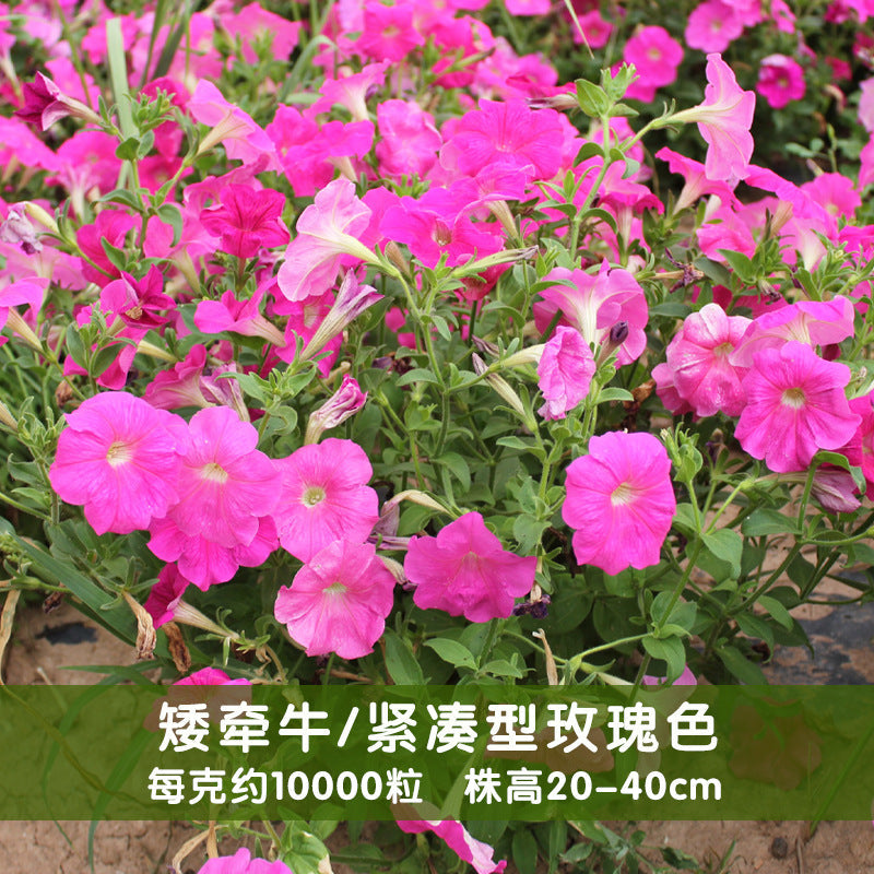 Petunias Nana Rose NPH11 Flower Seeds