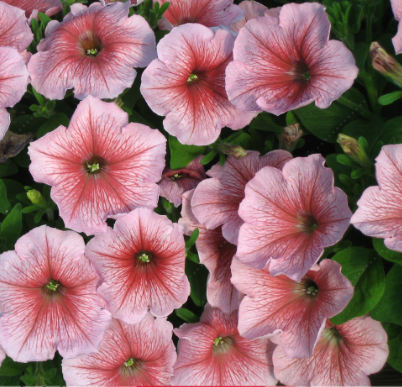 Petunias F1 Pink Stripe NPH46 Flower Seeds