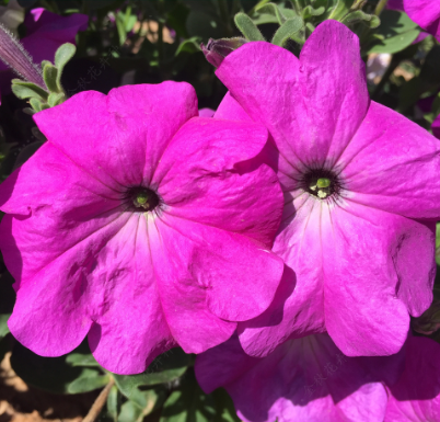 Petunias F1 Purple Red NPH47 Flower Seeds