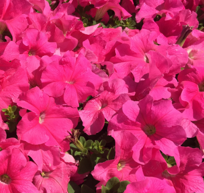 Petunias F1 Rose Red NPH48 Flower Seeds