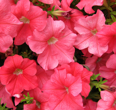 Petunias F1 Light Rose NPH49 Flower Seeds