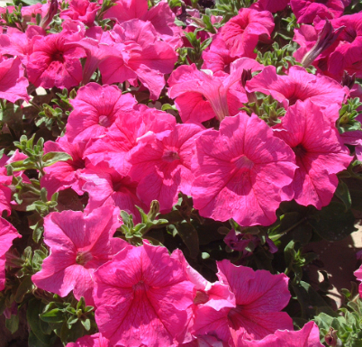 Petunias F1 Light Pink NPH50 Flower Seeds