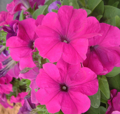 Petunias F1 Dark Purple Red NPH51 Flower Seeds