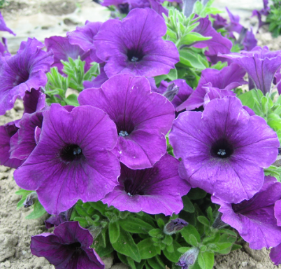 Petunias F1 Blue Spot NPH52 Flower Seeds