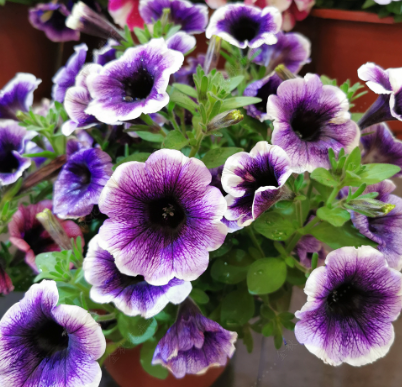 Petunias F1 Light Blue NPH53 Flower Seeds