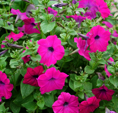 Petunias F1 Rose Pink NPH54 Flower Seeds