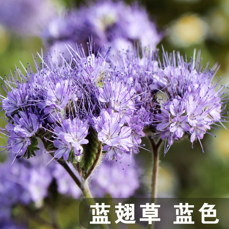 Lacy Phacelia Blue NPHA01 Flower Seeds