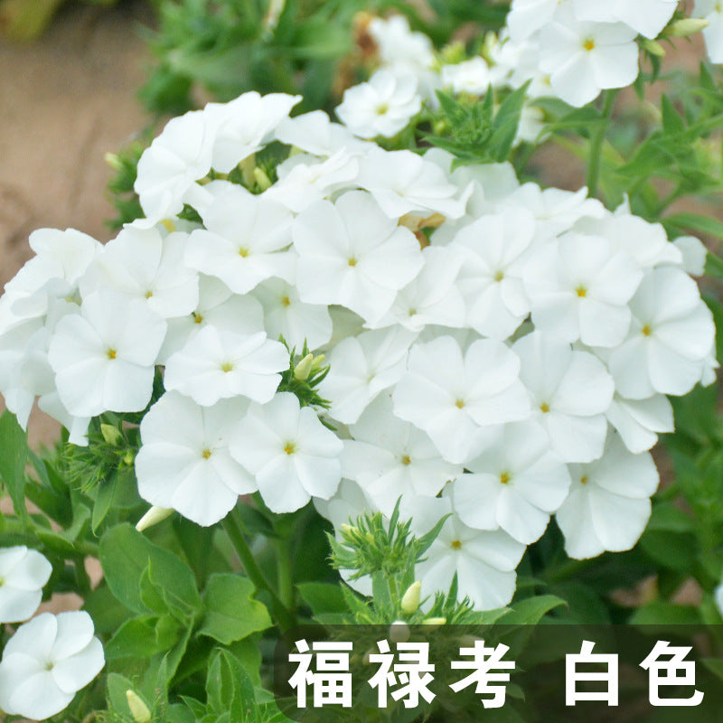 Drummond Phlox White NPHL15 Flower Seeds