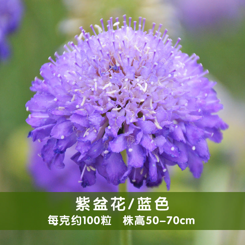 Pincushion Flower Blue NPIN01 Flower Seeds