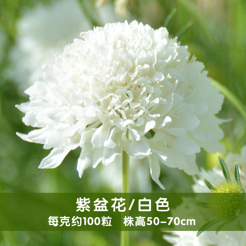 Pincushion Flower White NPIN02 Flower Seeds