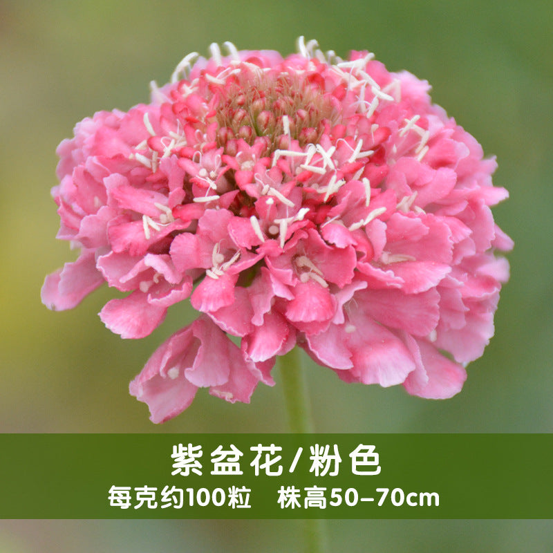 Pincushion Flower Pink NPIN04 Flower Seeds