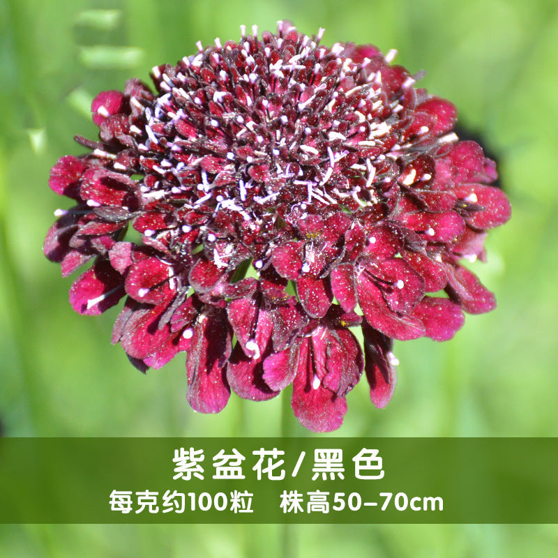 Pincushion Flower Black NPIN05 Flower Seeds