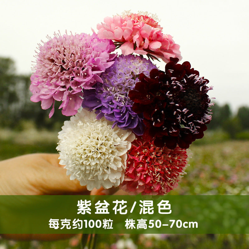 Pincushion Flower Mix NPIN06 Flower Seeds