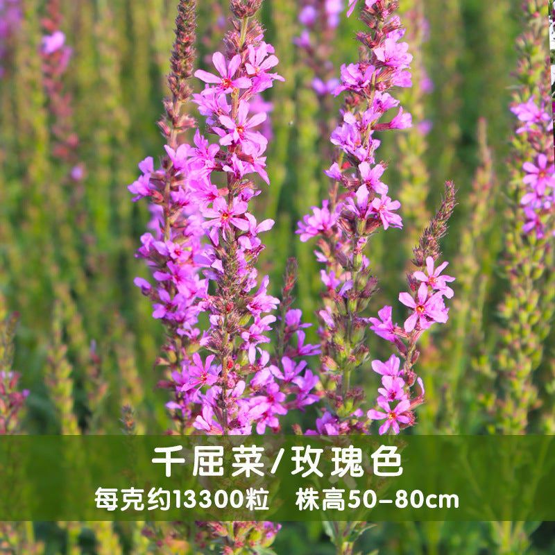 Purple Loosestrife Rose NPL01 Flower Seeds