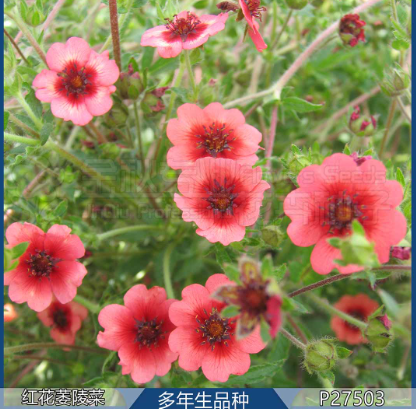 Chinese Cinquefoil Pink NPOT02 Flower Seeds