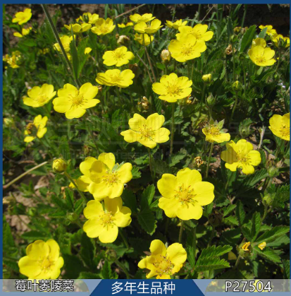 Chinese Cinquefoil Yellow NPOT03 Flower Seeds