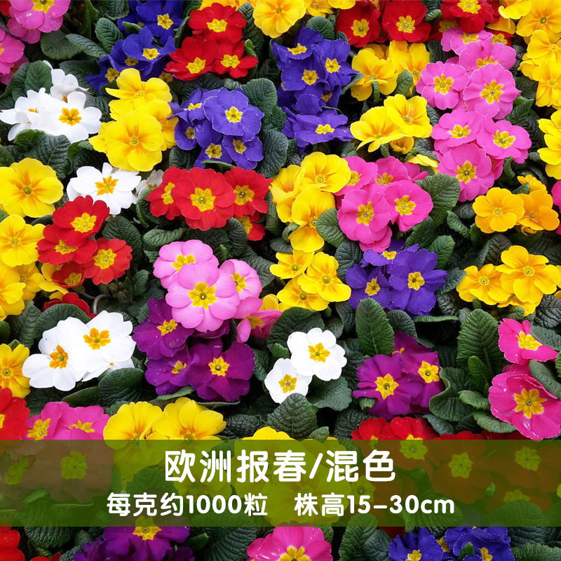 Primrose Mix NPR06 Flower Seeds