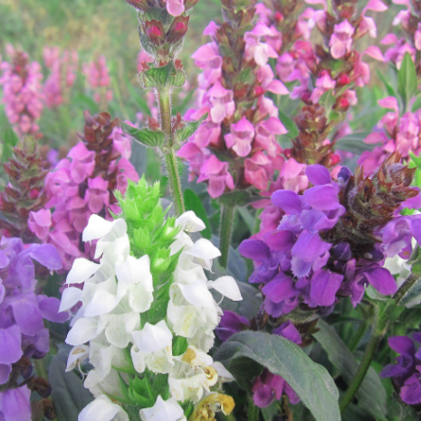 Large-Flowered Selfheal Mix NPRU01 Flower Seeds