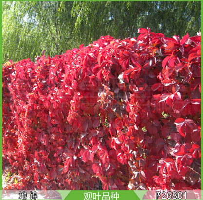 Japanese Creeper Red NPT01 Flower Seeds