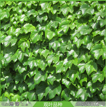 Japanese Creeper Green NPT02 Flower Seeds