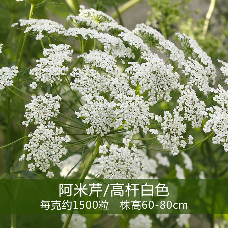 Bishop's Flower / Queen Anne's Lace Seeds for Sale