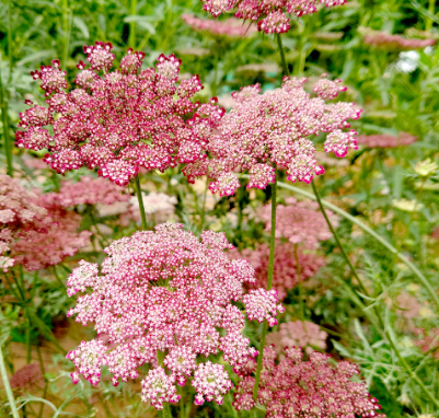 Queen Anne'S Lace Light Red NQA03 Flower Seeds