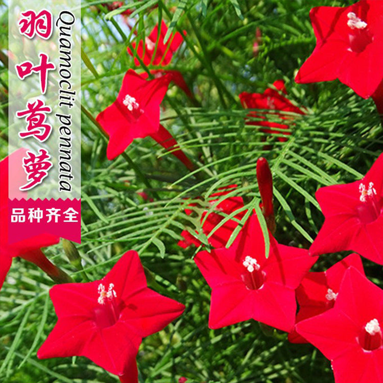 Cypress Vine Red NQUA01 Flower Seeds