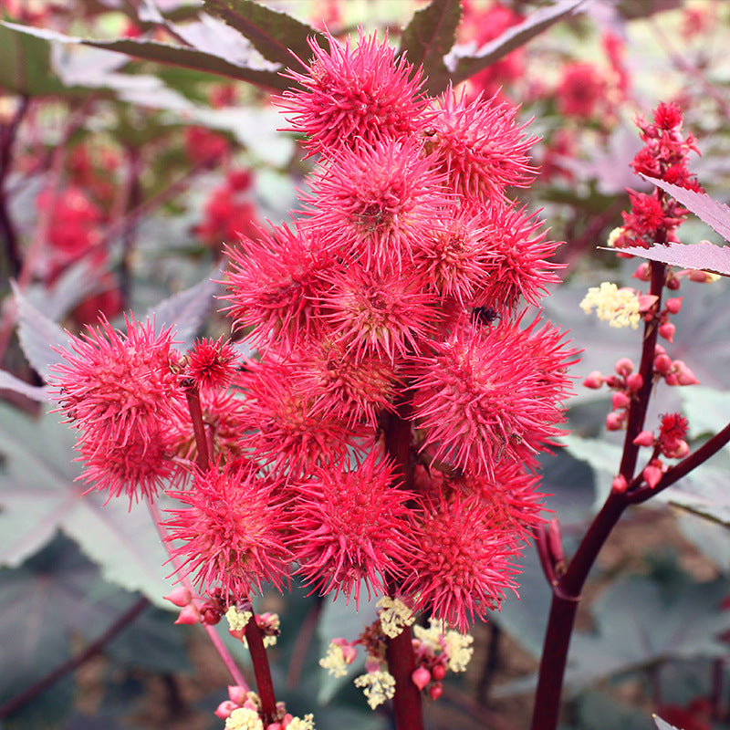 Ornamental Castor Bean Red Leaf NRC01 Flower Seeds