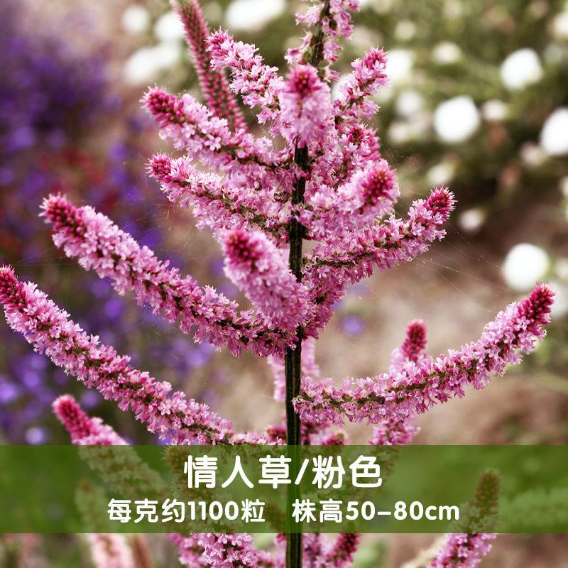 Russian Statice Pink NRS01 Flower Seeds