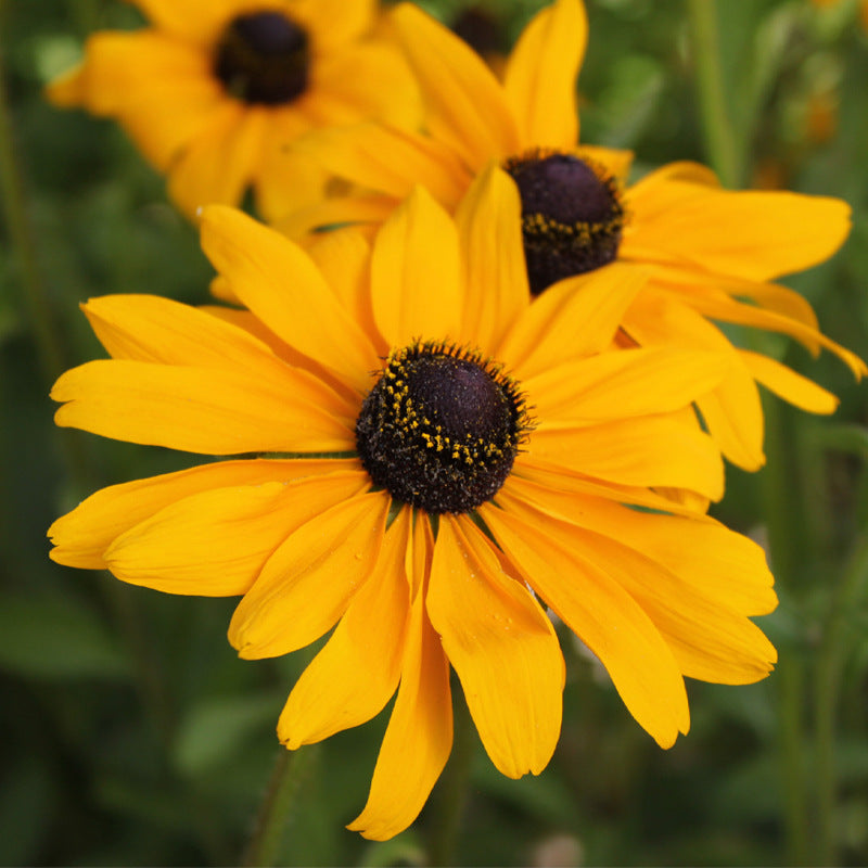 Black-Eyed Susan Golden NRUD01 Flower Seeds