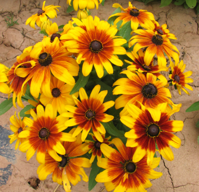 Black-Eyed Susan Yellow Red heart NRUD03 Flower Seeds