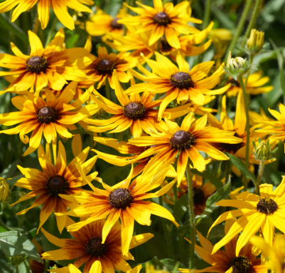 Black-Eyed Susan Red Yellow NRUD04 Flower Seeds