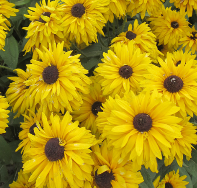 Black-Eyed Susan Double Yellow NRUD05 Flower Seeds