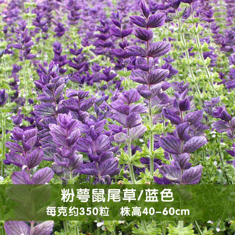 Annual Sage Blue NSA04 Flower Seeds