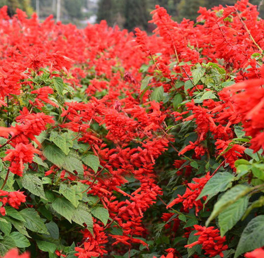 Scarlet Sage Tall Red NSA12 Flower Seeds