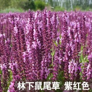 Wild Sage Purple NSA22 Flower Seeds