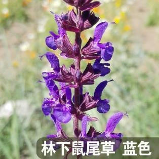 Wild Sage Blue NSA23 Flower Seeds