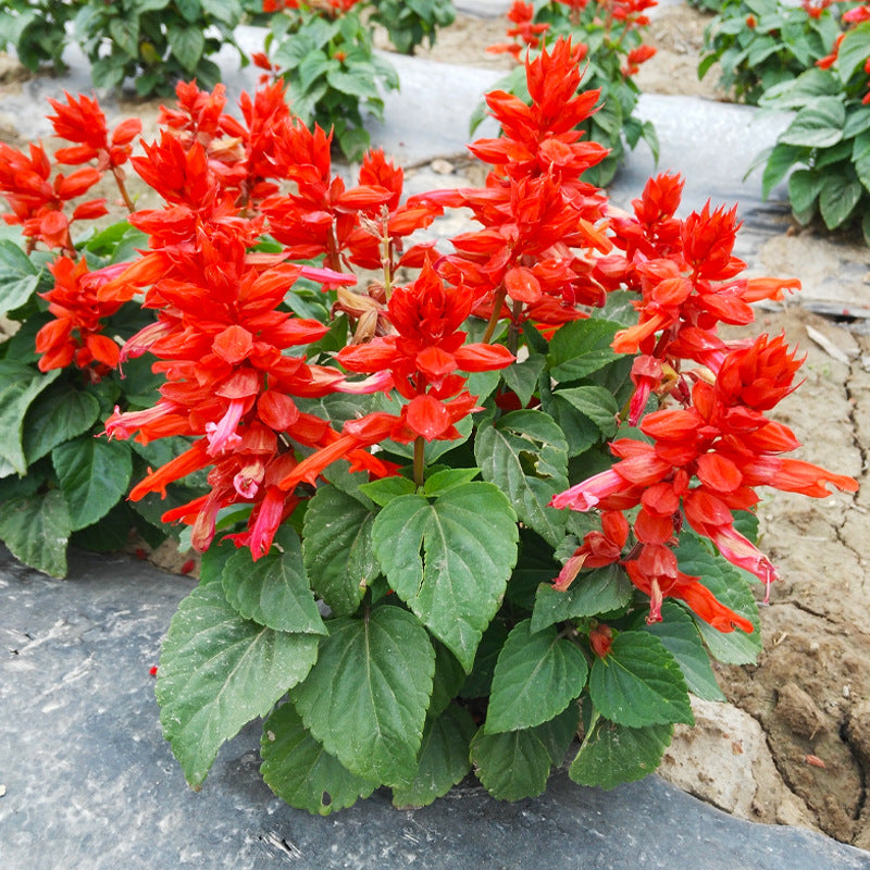 Scarlet Sage Red NSA24 Flower Seeds