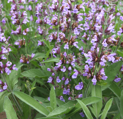 Sage Blue NSA26 Flower Seeds