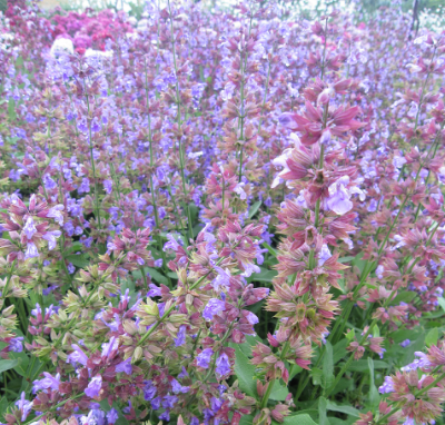 Sage Mix NSA27 Flower Seeds