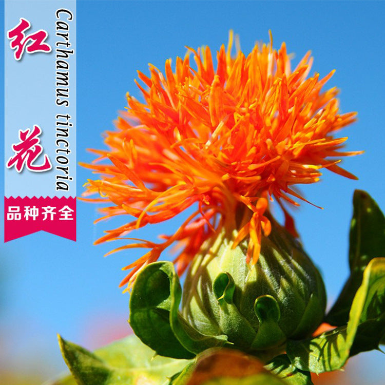 Safflower Orange NSAF01 Flower Seeds