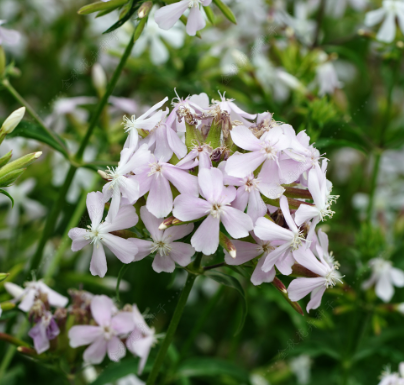 Wild Sweet William Pink NSAP02 Flower Seeds