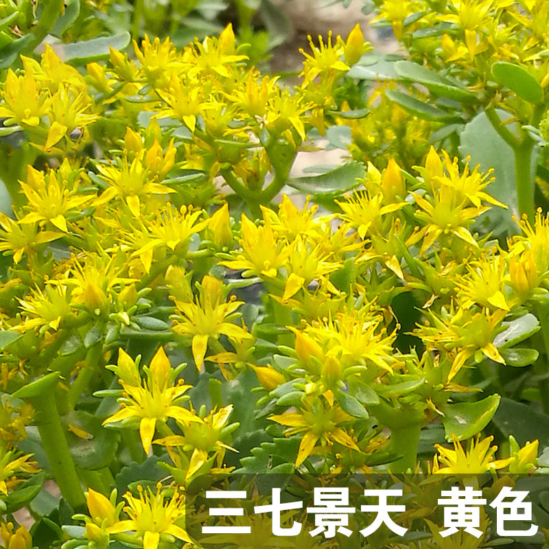 Showy Stonecrop Yellow NSED01 Flower Seeds